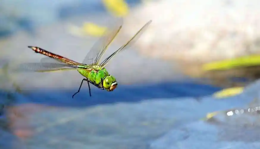 自由飞翔的蜻蜓