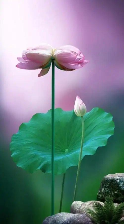 绝美荷花摄影作品