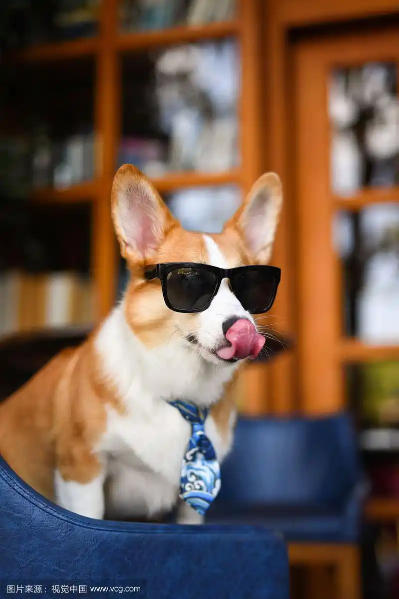 戴墨镜的柯基犬