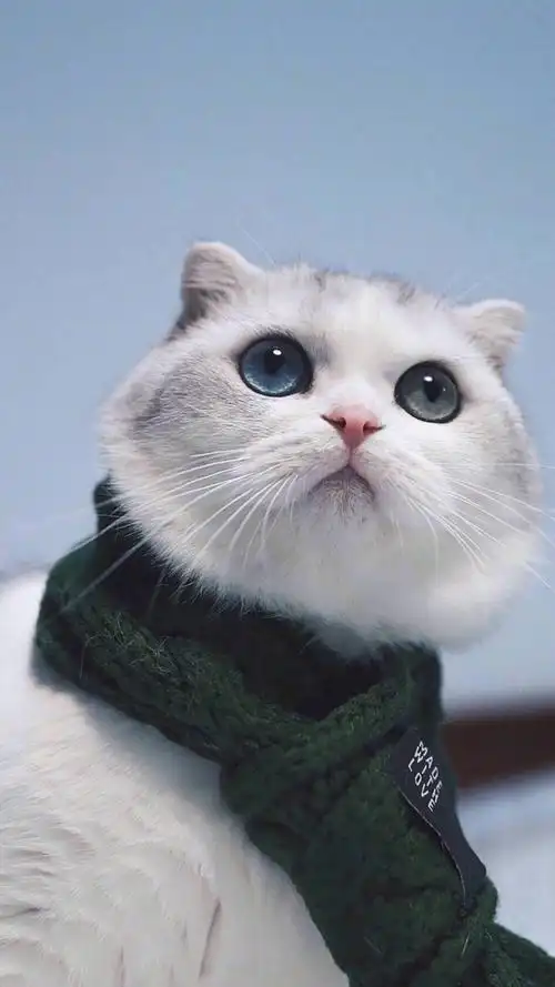 萌宠猫的壁纸 发呆的一只喵