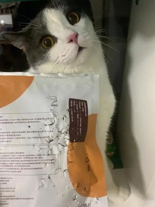 猫肉怎么做好吃在线等