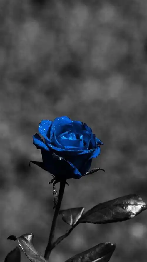 超清蓝光1080p壁纸android ios