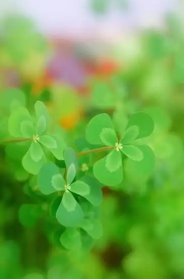 小清新的幸运草