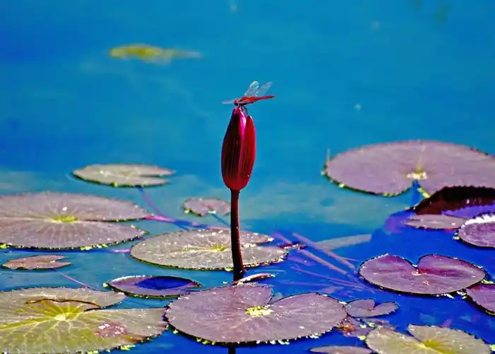 圆明园-夏日荷花.红蜻蜓.