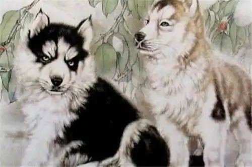 1994年属狗的婚配 1994年出生运势如何_齐家网