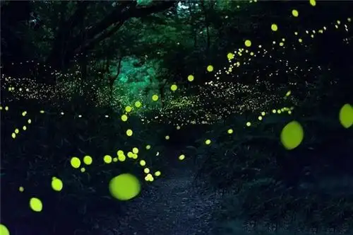 第十章:李晟帆郭昊宇发生争执,睿睿璐琳观看萤火虫-若离若爱一至爱