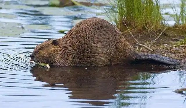 beaver是河狸,又称海狸,加拿大人称"贝瓦".是哺乳动物.