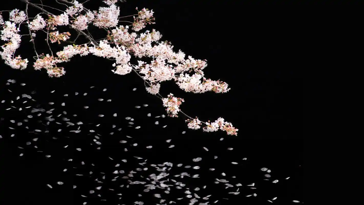 意境唯美的花朵桌面壁纸高清大图预览1920x1080_风景壁纸下载_美桌网