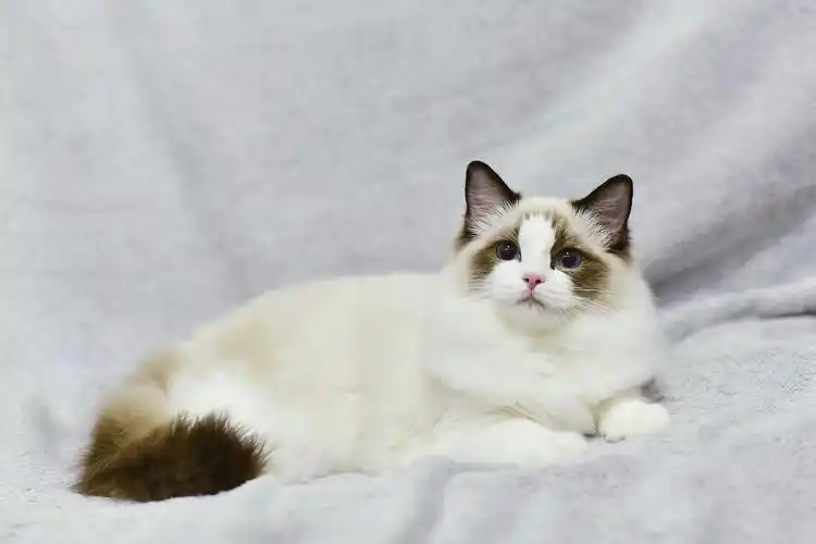 上海哪里有卖布偶猫的地方