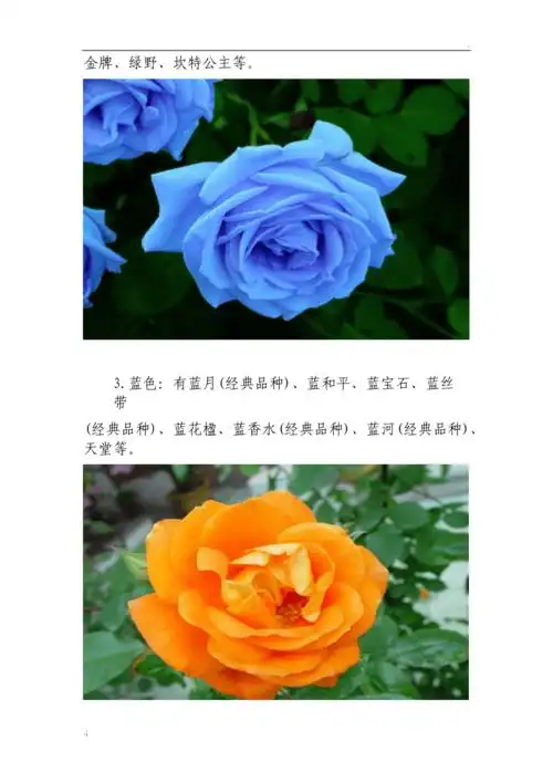 月季花品种大全