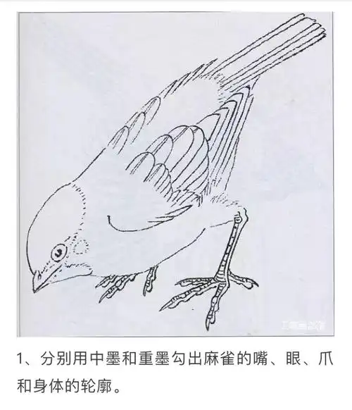 工笔麻雀画法