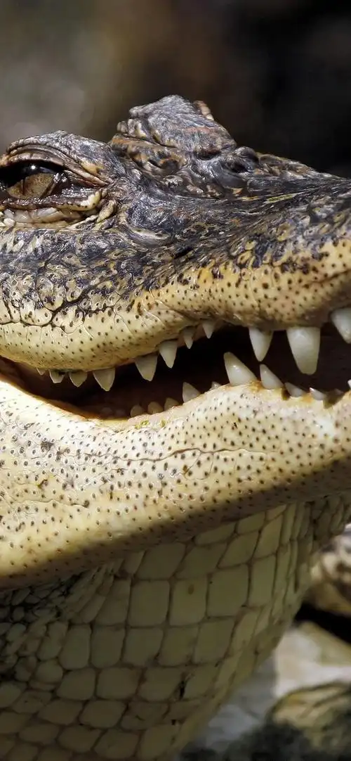 鳄鱼,牙齿,嘴,爬行动物 iphone 壁纸