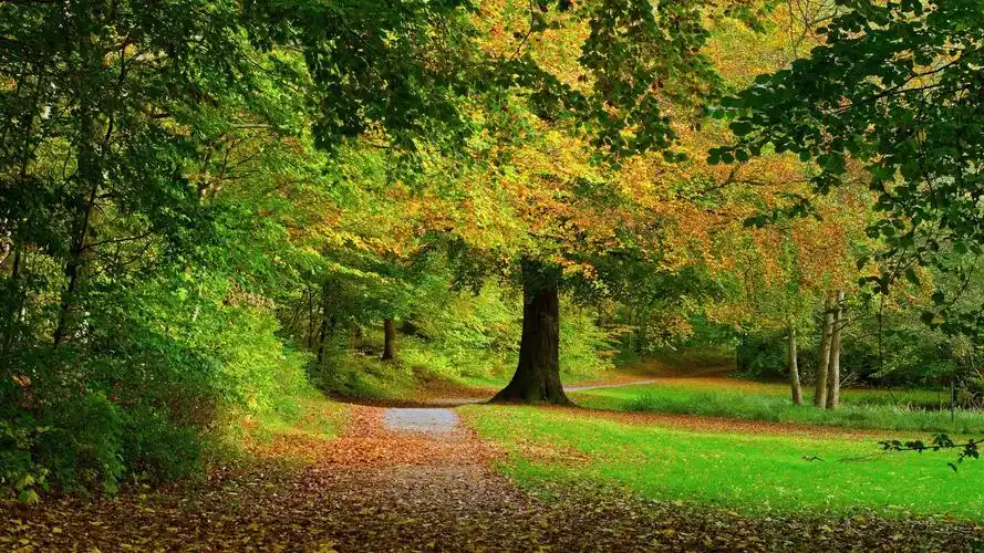 绿色养眼护眼风景桌面壁纸