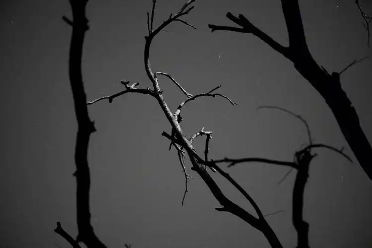 黑白又另一番意境