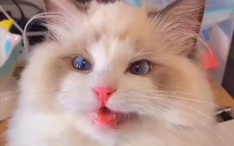 好可爱的小奶猫,老夫的少女心啊