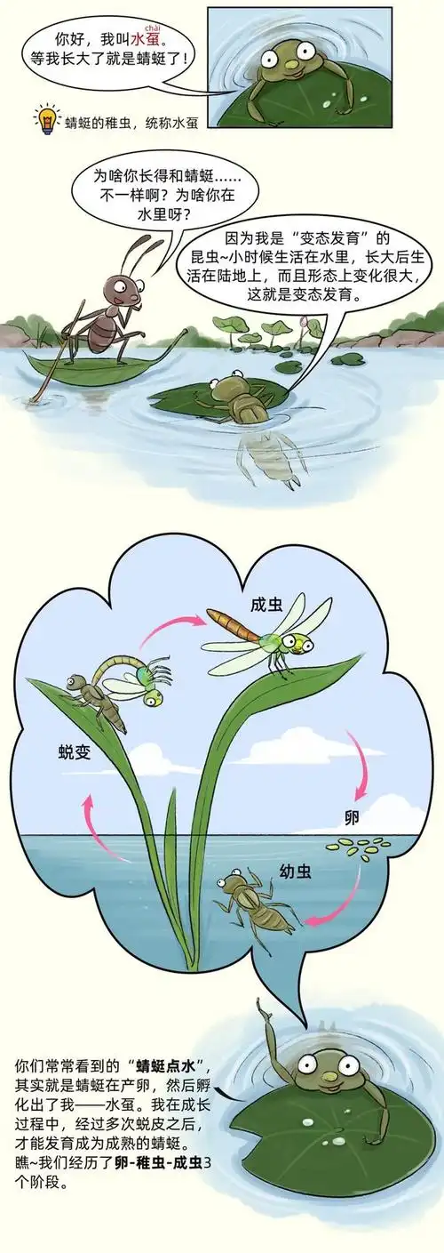 静翠湖蜻蜓的小日常