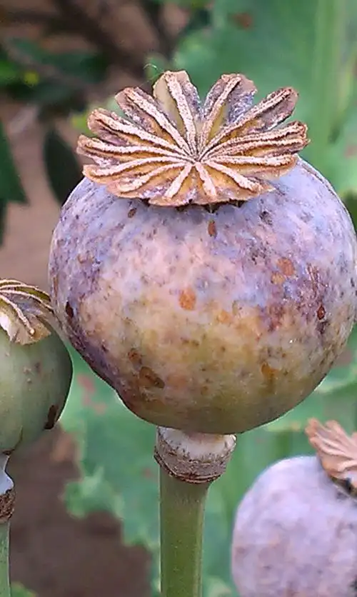 罂粟,罂粟花,她美丽,妖艳………大烟,贩毒,吸毒……每年都会种上几颗