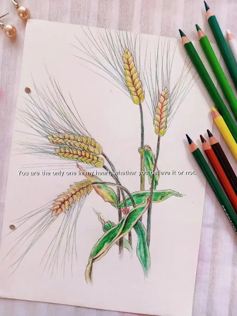 彩铅手绘  麦穗."西北大地种不出玫瑰,小麦印花是我最汹涌的 - 抖音