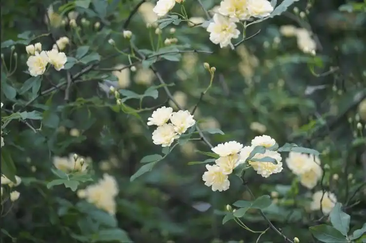 限定款花花上新遂宁七里香打卡宝地在这里