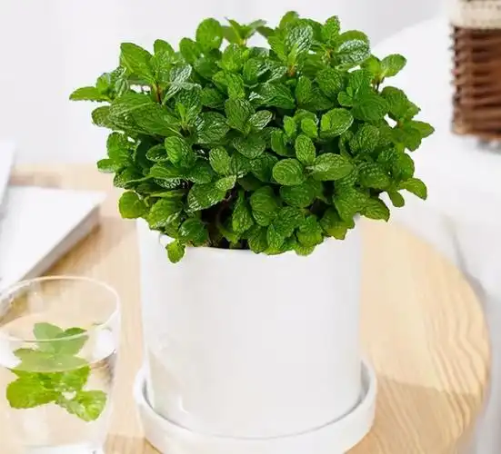 4种驱蚊植物,家里养一盆,蚊子跑清光!|碰碰香|驱蚊草|土壤_新浪新闻