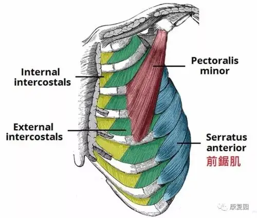 前锯肌你真的了解吗