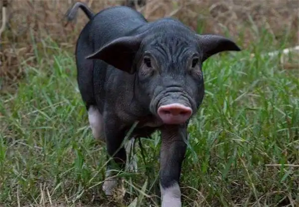 黑猪图片(1)