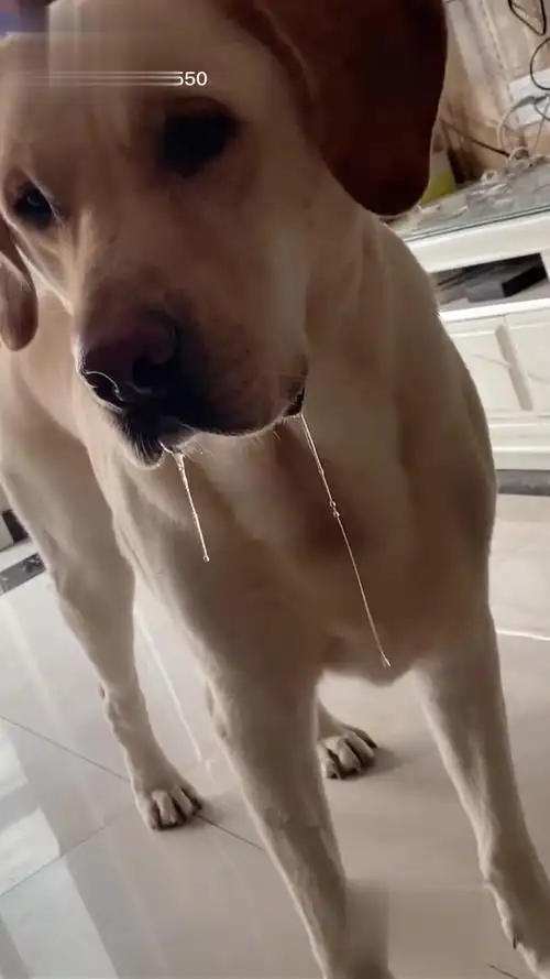 这个东西太好吃了,让布丁垂涎三尺家有馋狗