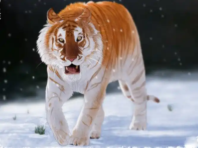 原创老虎有种罕见的变异金底棕纹很漂亮传说中的过山黄可能就是它