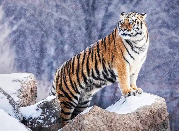 长白山猎人讲述老虎狗熊棕熊的地盘争夺战令人心惊胆战