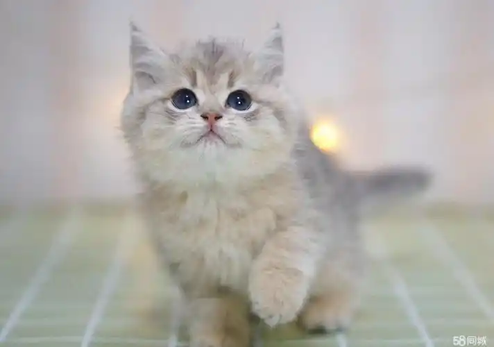 短毛猫价格_多少钱一只|伽师商家500元以下美国短毛猫图片|美国短毛猫