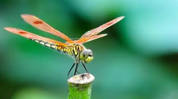 回顾:拇指长的小虫子一口吃一条鱼?它数量减少之后蜻蜓也少了?