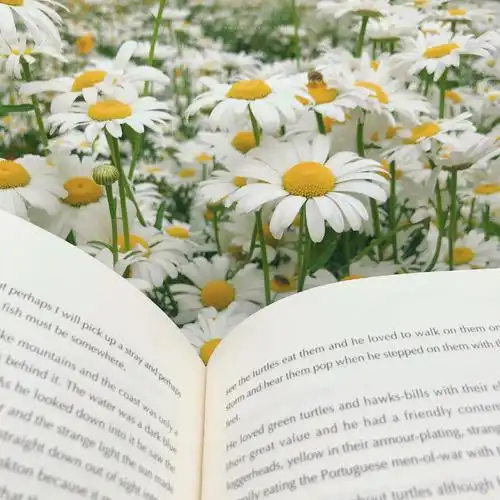 小雏菊 壁纸 背景图