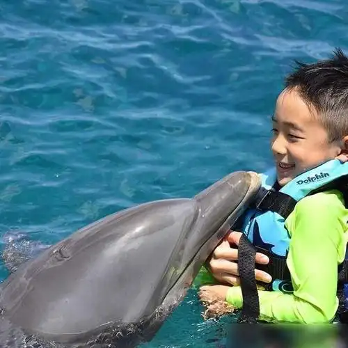 海豚表演结束后轻轻蹭着孕妇肚子医生天然b超