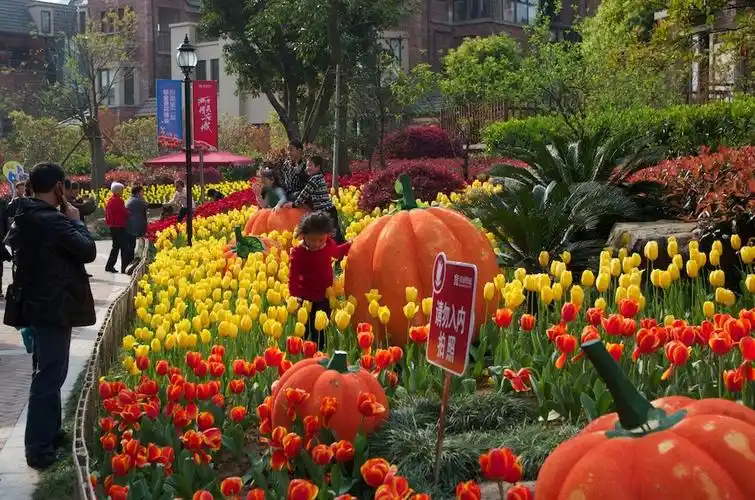 附近有个郁金香花展,去玩玩.求各位指点.