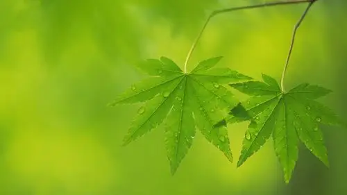 绿色护眼小清新嫩叶微距摄影高清宽屏桌面壁纸