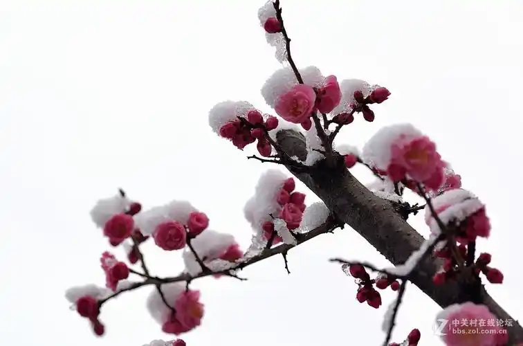 在发一组傲雪寒梅