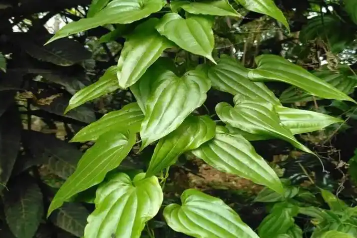 对叶百部植株外观图