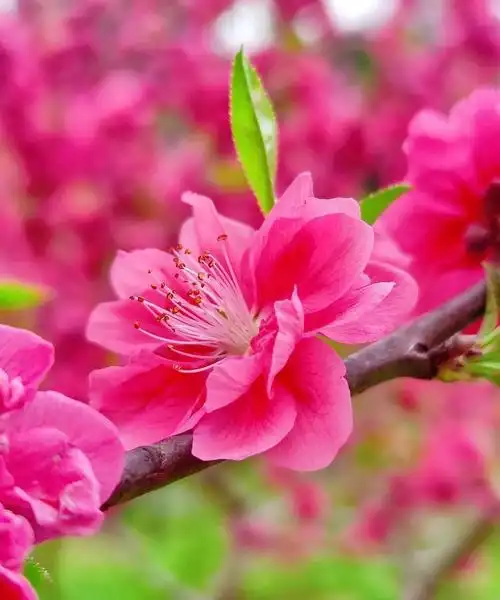 " 桃花怒放千万朵,色彩鲜艳红似火 . "__财经头条