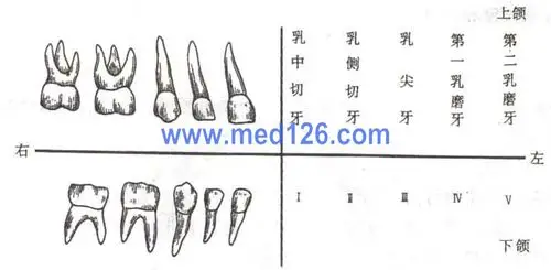 消化系统解剖学彩色图谱/消化系统解剖图谱图片