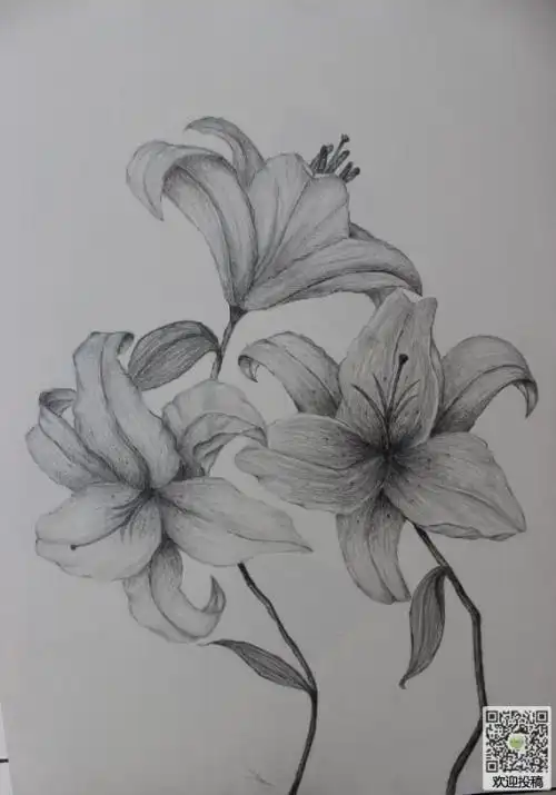 花朵铅笔手绘简笔画