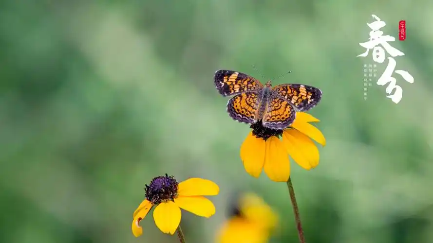 电脑壁纸 节日 节日合集 2021春分时节清新配图