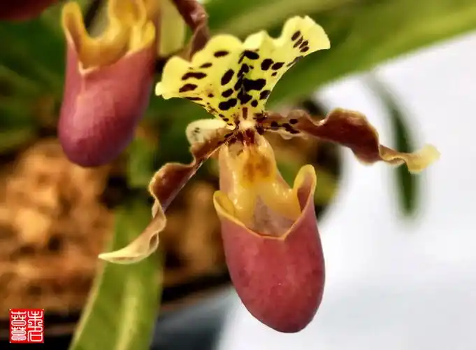 引用 春草花园_兰科★兜兰属●亨利兜兰〈未名春草原创〉