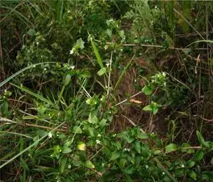 野生新鲜白马骨 六月雪 鸡骨柴 满天星 路边姜路边金 荆 一斤包邮