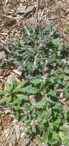 野生新鲜白毛夏枯草500g包邮白毛过冬青破血丹筋骨草退血草散血草