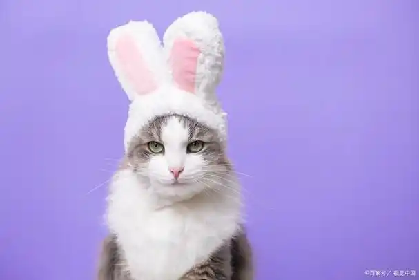 英短淡紫色很少见吗