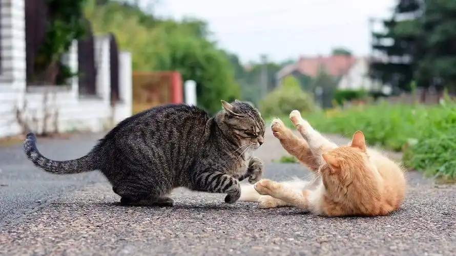 catfight可不是"猫打架",动物互殴的精彩你想象不到