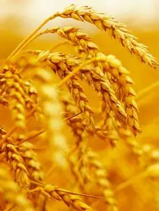 小麦特写.麦田.成熟的麦穗的背景.收获和食品的概念照片