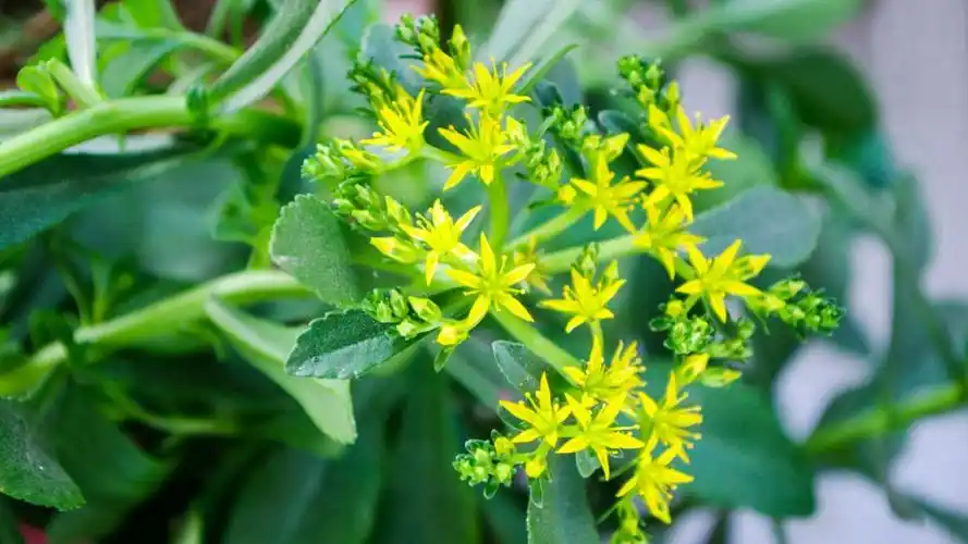 三七草有什么功效(三七草的使用方法)-三七网