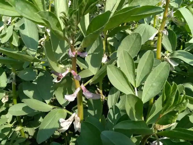 其它 蚕豆花开                 蚕豆茎叶好壮实