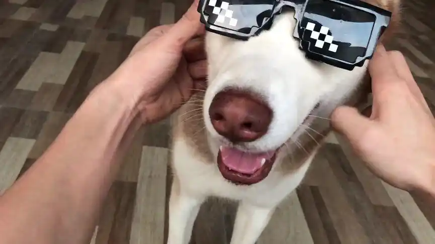 哈士奇戴墨镜是什么样子的? 看起来也太酷了吧